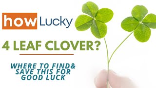 Is a Four-Leaf Clover Lucky | How To Find Four Leaf Clover & Save a 4 Leaf Clover For Good Luck.