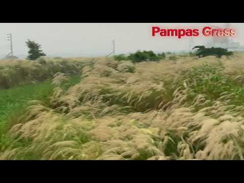 Welcome to Pampas Grass Field | Saccharum Spontaneum | Kashful