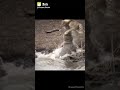CROCODILE VS TIGER What S App Status Nayak Nahi Khalnayak Hu Mai Crocodilevstiger Crocodile