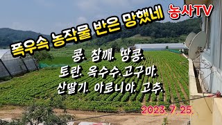 폭우속 농작물 반은 망해가고 있어요. 콩. 참깨. 땅콩. 토란 옥수수. 산딸기. 아로니아. 고구마 (농사tv…