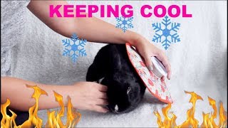 HOW TO KEEP YOUR RABBIT COOL IN THE SUMMER by Lennon The Bunny