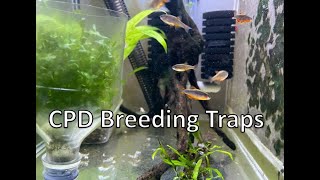 Easy CPD Breeding  / Egg Trap Game changer
