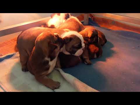 Climbing over each other