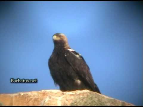 Aguila imperial ( Aquila adalberti )