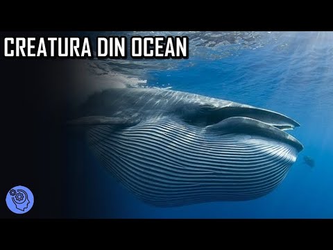 The Most Mysterious Creature in the Ocean - THE BLUE WHALE