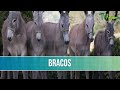 El Cruce de la Genetica de Cosaco con la Raza Pega del Brasil - TvAgro por Juan Gonzalo Angel El Cruce de la Genetica de Cosaco con la Raza Pega del Brasil - TvAgro por Juan Gonzalo Angel