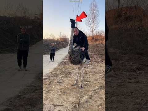 Boy Rides an Ostrich to Rush Home! 🏃‍♂️🦩 (You Won’t Believe This) #shots #facts