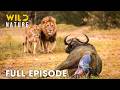 Carnivores Vs Herbivores Full Episode Survival Challenge Of Savanna Wildlife Documentary
