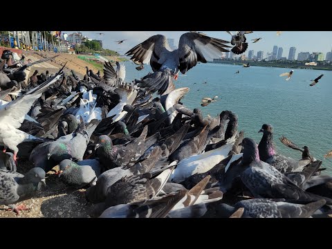 Restoration Abandoned of Dove | Forgotten Project Left Behind