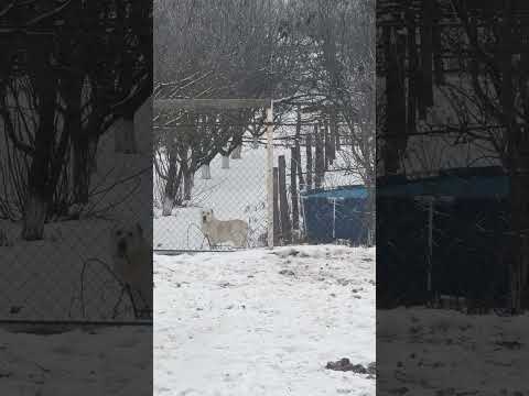 Подпишитесь добрые люди пожалуйста обнял 🫂 всех спасибо хорошей жизни вам ❤️🙌 #животны