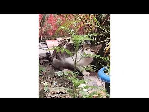 Jimmy ke Papa😻😾🙀😽🤦#Jimmy#Dyna#Short:-)Tulikadynavlogs