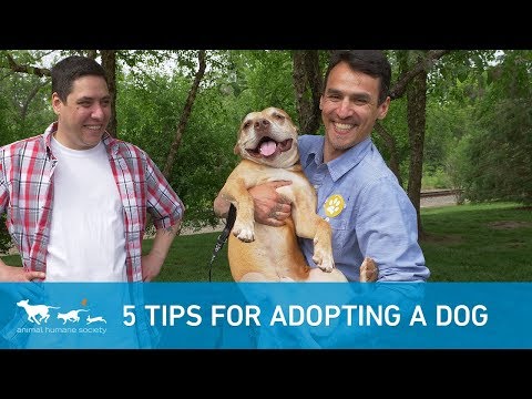 Adopting a dog? Check out these 5 tips!