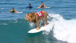 Animals Surfing Like Pros 🏄‍♂️🐶 (Yes, Really)