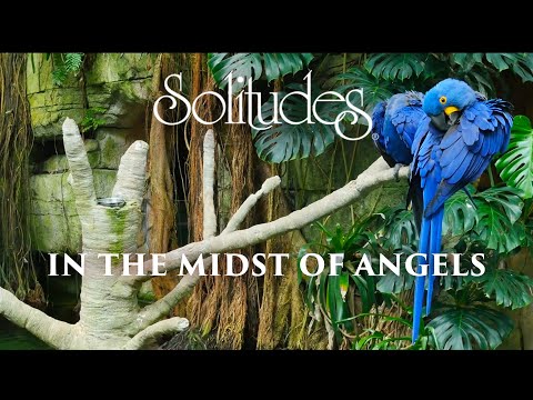 Dan Gibson’s Solitudes - Voices of Peace | In the Midst of Angels
