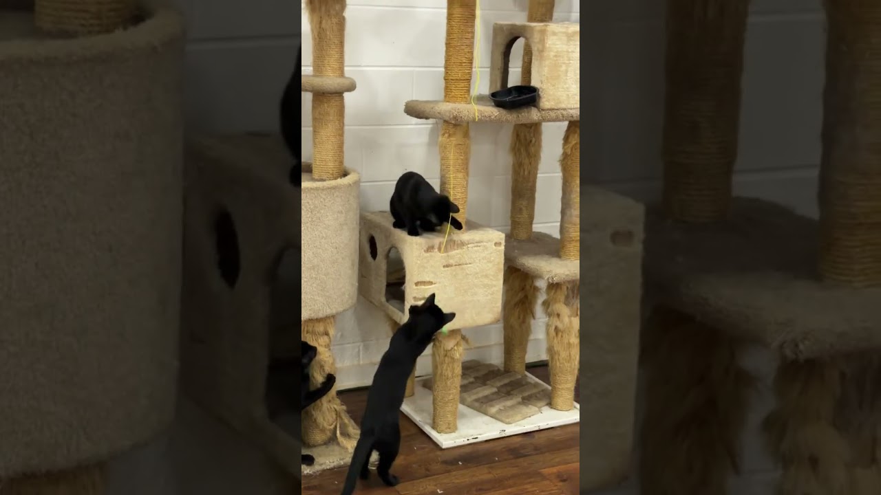 Enlarge Inky, a Adoptable Domestic Short Hair in Beaufort, SC video 5/6