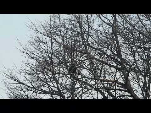 Raven collecting sticks for nest in Toronto Ontario