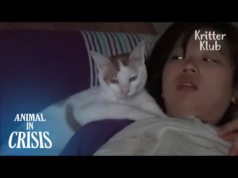 Cat Having Seizures Had To Attack His Owner He Loves Every Night (Part1)| Animal in Crisis EP159