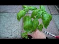 How to Grow Basil from Seed