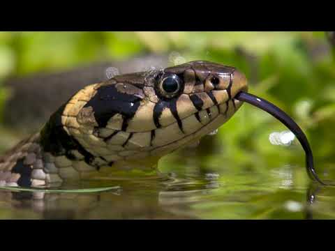 Der Wyer-Weiher im Reussdelta - Limikolen, Reiher und Ringelnattern