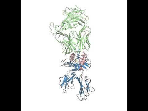 Disulfide-stabilized MHC class I molecule HLA-A*02:01 in complex with T cell receptor