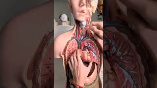 Download lagu #slowed #anatomyforstudents #anatomy mp3