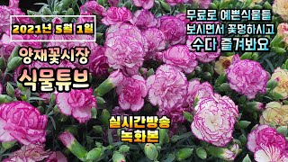 2021년 5월 1일 토요일 예쁜식물 보면서 수다 즐겨봐요 꽃멍하실분들 오세요  #식물튜브 #양재꽃시장
