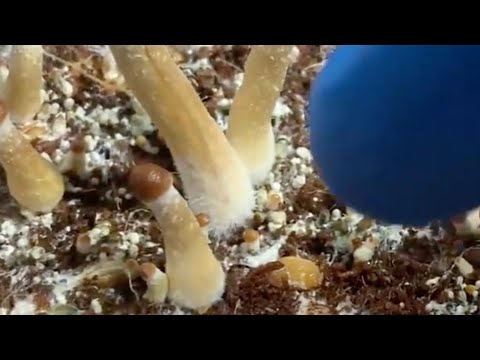 Black Top Mushroom With White Stem