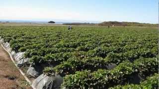 preview picture of video 'Swanton Berry Farm Strawberry Field Davenport California'