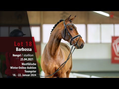 Winter-Auktion Youngster Lot 18 Barbossa Hengst v. Benicio -  St. Moritz
