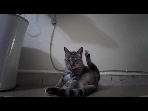 Chibi dan Milo 18MAC2022