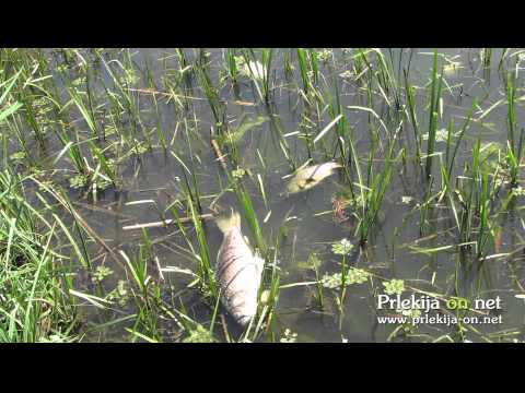 Pogin rib v Gajševskem jezeru