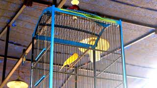 Download lagu KENARI JUARA DURASI LATBER BATAM mp3