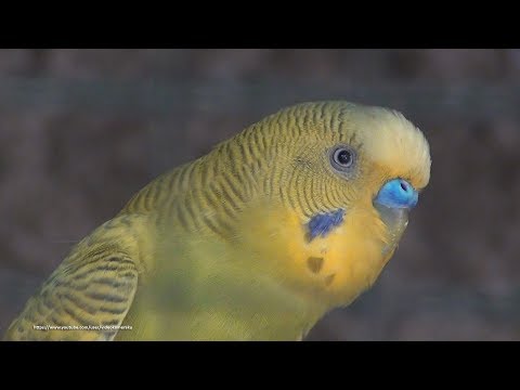 Parakeet Chirping Sounds - Colony Breeding - September 2019