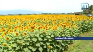 preview picture of video 'Sunflower of Sundarapandipuram 360p)'