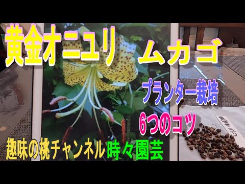 オニユリ、ユリ ランシフォリウム