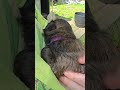 Shih Tzu dogs for sale: Precious  - Video 1
