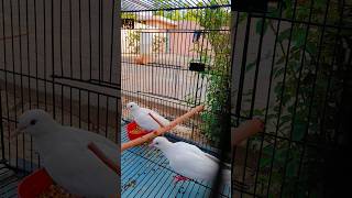Doves birds 🕊 #villagelife #whitedove #doves #dovebirds