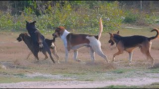 Street Dogs Breeding In Field - Animal Breeding Season - Asian Dog Blog