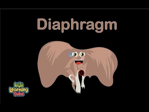 Human Body /Diaphragm Song