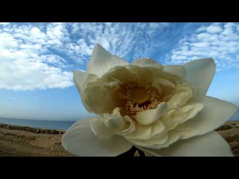 White Lotus Flower Drink for better sleep. In English