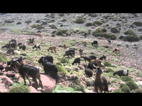 Balkan Hotsteppers - IntergalacticBBoy (HQ)