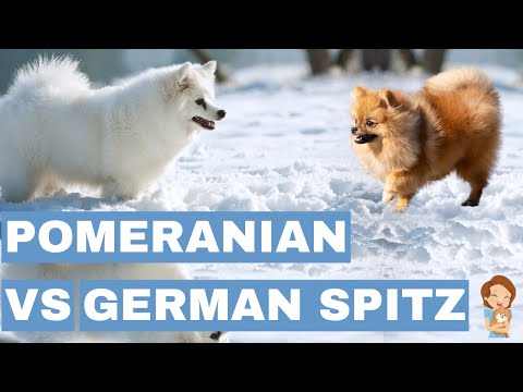 Pomeranian vs. German Spitz: Similarities & Shocking Differences!