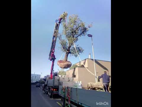 Alois Christen Gartenbau