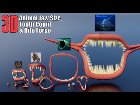 Amazing 3D Jaws Size Comparison: With Tooth Count and Bite Force