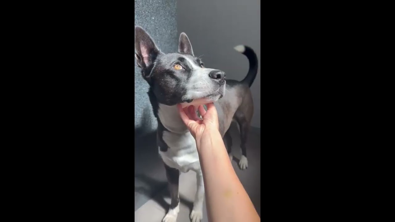 Enlarge Odali, a Adoptable mixed breed in Andover, MA video 2/6