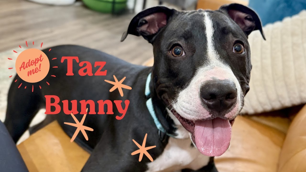 Enlarge Taz Bunny the Love Bug Prince, a Adoptable mixed breed in Jerome, ID video 6/6