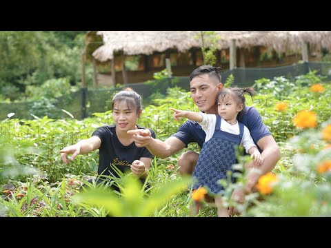 Harvesting Vegetables to Sell, Daily Work on a Mountain Family Farm | EP. 51