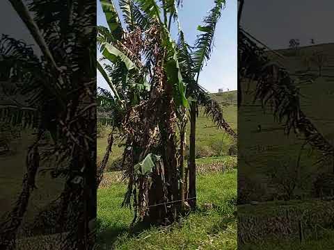 um trecho entre missal e santa Helena Paraná Brasil