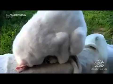 Abdul Rahman Bin Hj.Nordin-Burung Kucing, Sapi, dan Singa Bersujud dan Menyebut Nama Allah,