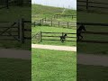 Filly Friesian For sale 2026 Black